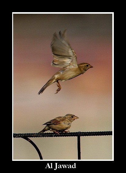 صور من ابداع اعضاء عمان فوتو