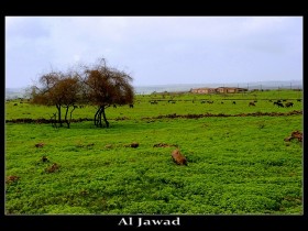 صور من ابداع اعضاء عمان فوتو