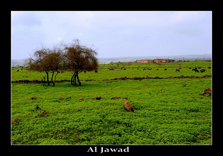 صور من ابداع اعضاء عمان فوتو