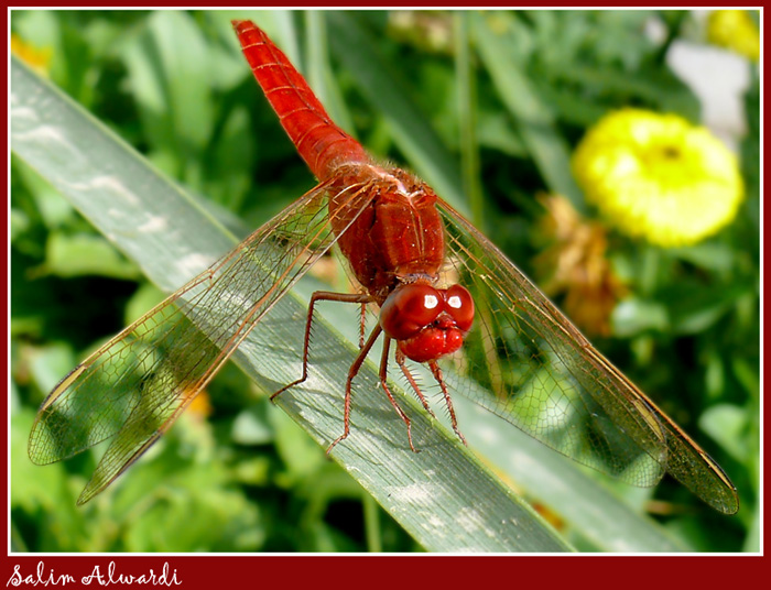 صور من ابداع اعضاء عمان فوتو