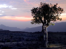 صور من ابداع اعضاء عمان فوتو