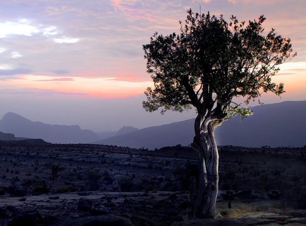 صور من ابداع اعضاء عمان فوتو