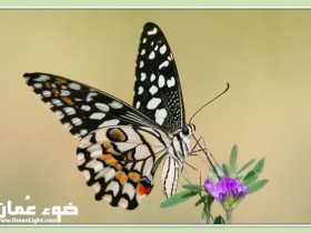 صور من ابداع اعضاء عمان فوتو