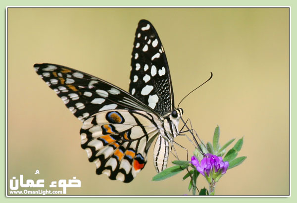 صور من ابداع اعضاء عمان فوتو
