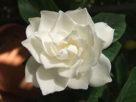 760px-White_Gardenia_flower