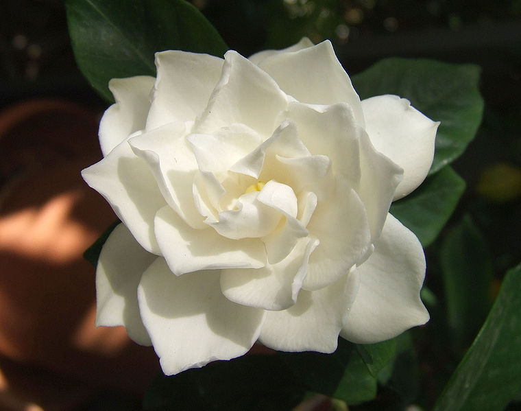 760px-White_Gardenia_flower