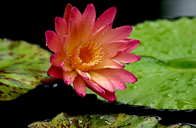 زهرة