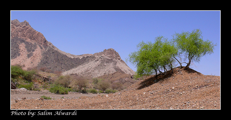 صور من ابداع اعضاء عمان فوتو