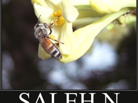 صور من ابداع اعضاء عمان فوتو
