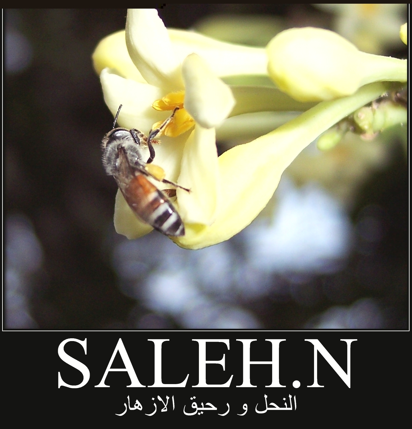 صور من ابداع اعضاء عمان فوتو