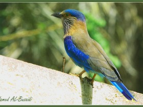 صور من ابداع اعضاء عمان فوتو