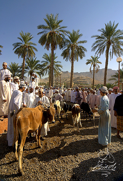 صور من ابداع اعضاء عمان فوتو