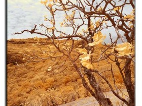 صور من ابداع اعضاء عمان فوتو