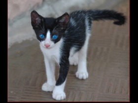 صور من ابداع اعضاء عمان فوتو
