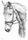 خيل