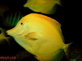 fish597_1_