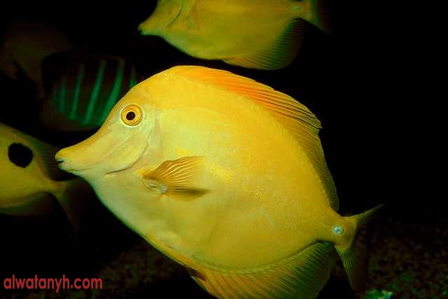 fish597_1_