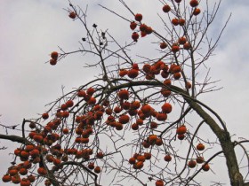 صور منوعة من الإنترنت