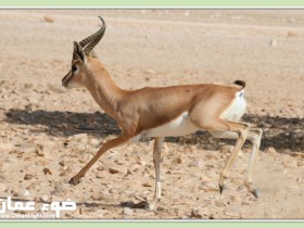 صور من ابداع اعضاء عمان فوتو