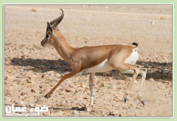 صور من ابداع اعضاء عمان فوتو