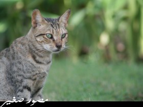 صور من ابداع اعضاء عمان فوتو