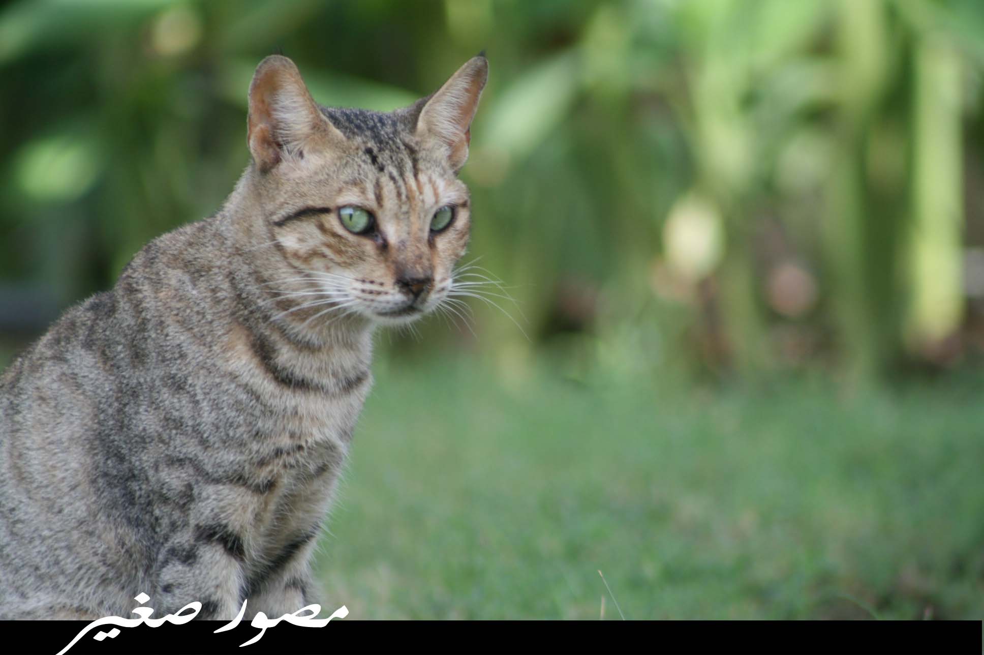 صور من ابداع اعضاء عمان فوتو