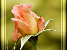 صور من ابداع اعضاء عمان فوتو