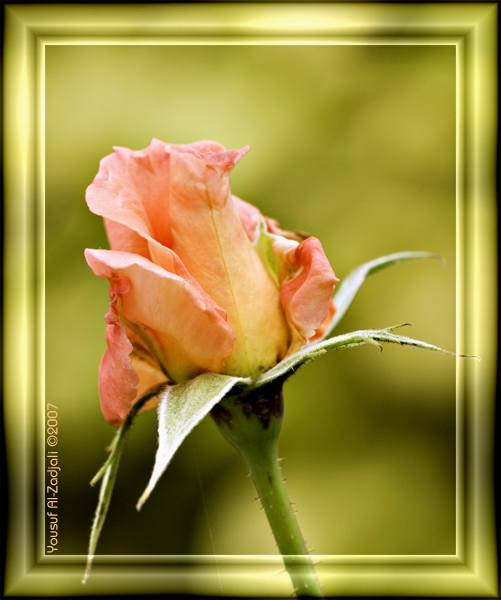 صور من ابداع اعضاء عمان فوتو