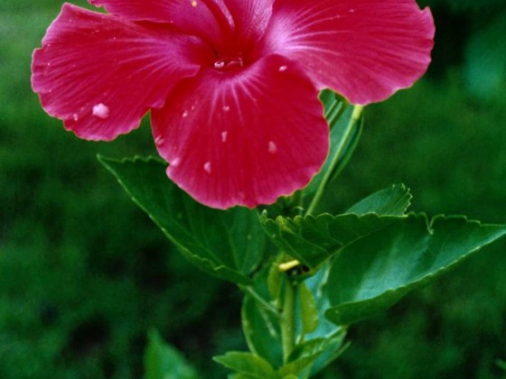 PTBL0061