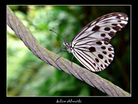 صور من ابداع اعضاء عمان فوتو