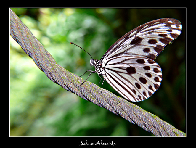 صور من ابداع اعضاء عمان فوتو