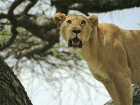 صور من ابداع اعضاء عمان فوتو