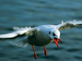 صور منوعة من الإنترنت