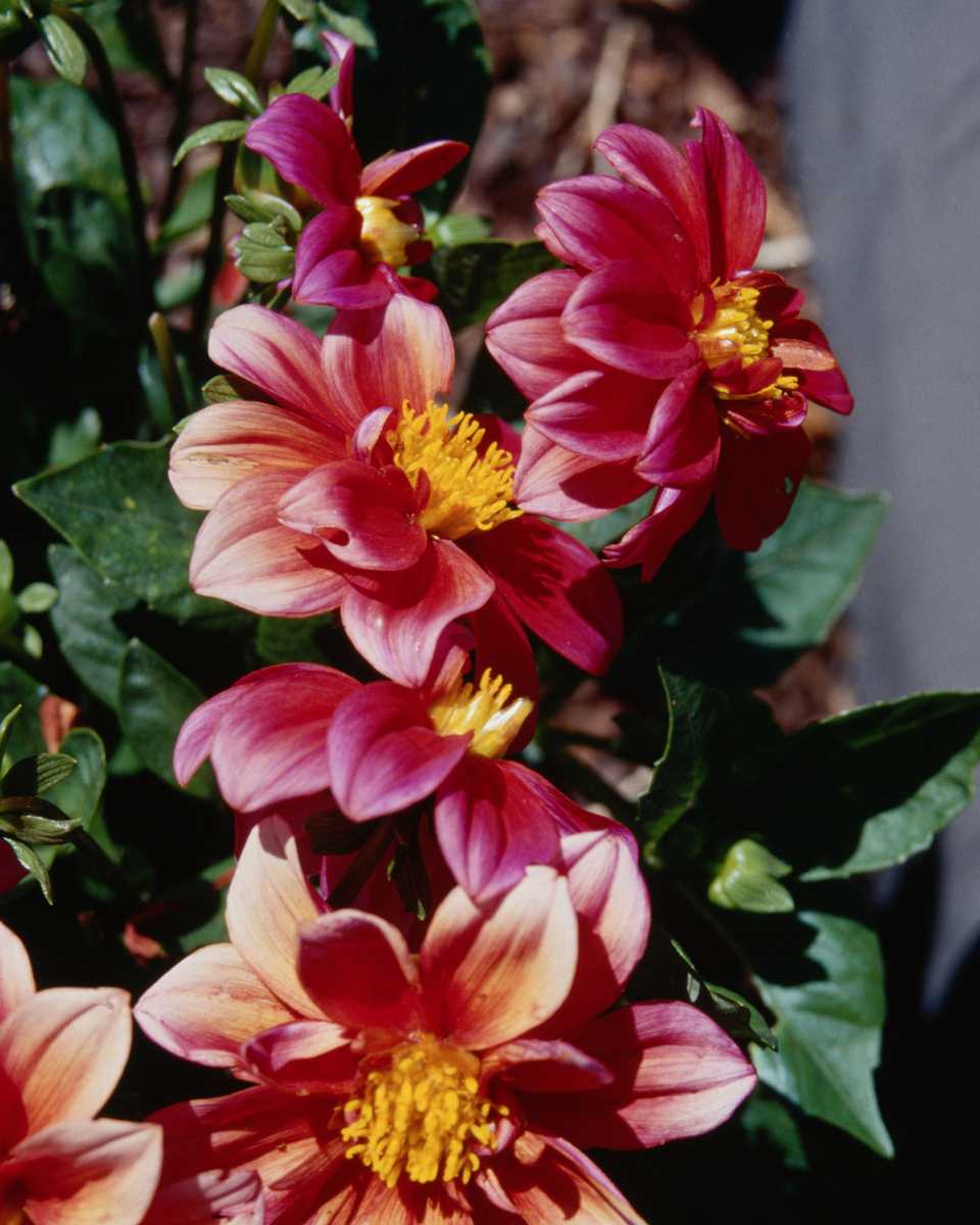 PTBL0059