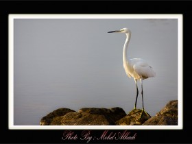 صور من ابداع اعضاء عمان فوتو