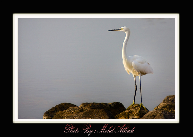 صور من ابداع اعضاء عمان فوتو
