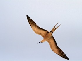صور من ابداع اعضاء عمان فوتو