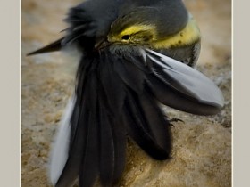 صور من ابداع اعضاء عمان فوتو