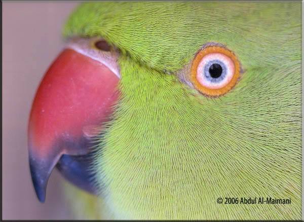 صور من ابداع اعضاء عمان فوتو