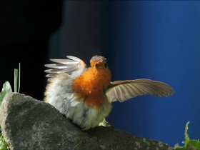 صور منوعة من الإنترنت