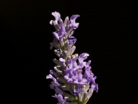 صور منوعة من الإنترنت