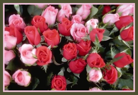 manyroses