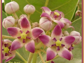 صور من ابداع اعضاء عمان فوتو