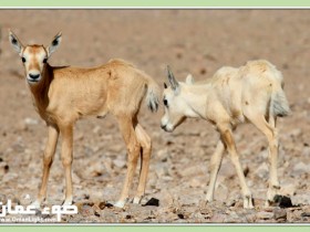 صور من ابداع اعضاء عمان فوتو