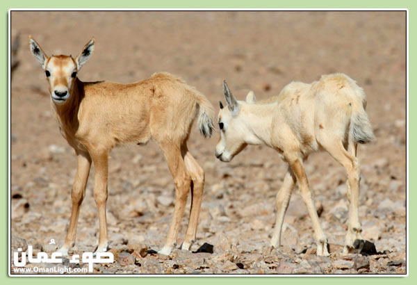 صور من ابداع اعضاء عمان فوتو