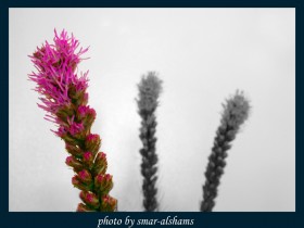 صور من ابداع اعضاء عمان فوتو