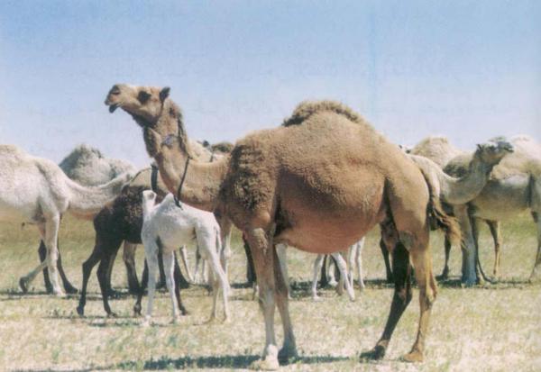 بووووووووووووووووووش
