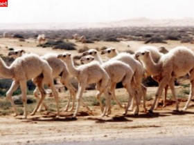 حيوانات