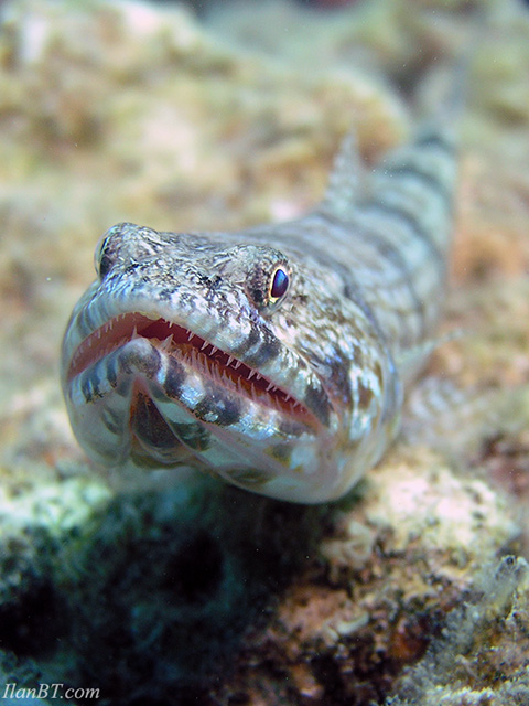 1572744-de7d282a301977ec_1_