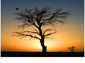 صور من ابداع اعضاء عمان فوتو